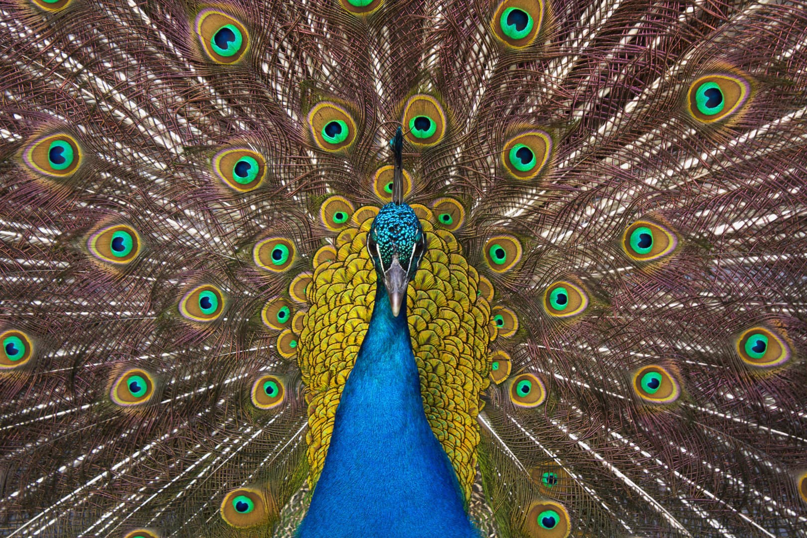 A középpontban — Balogh Ákos